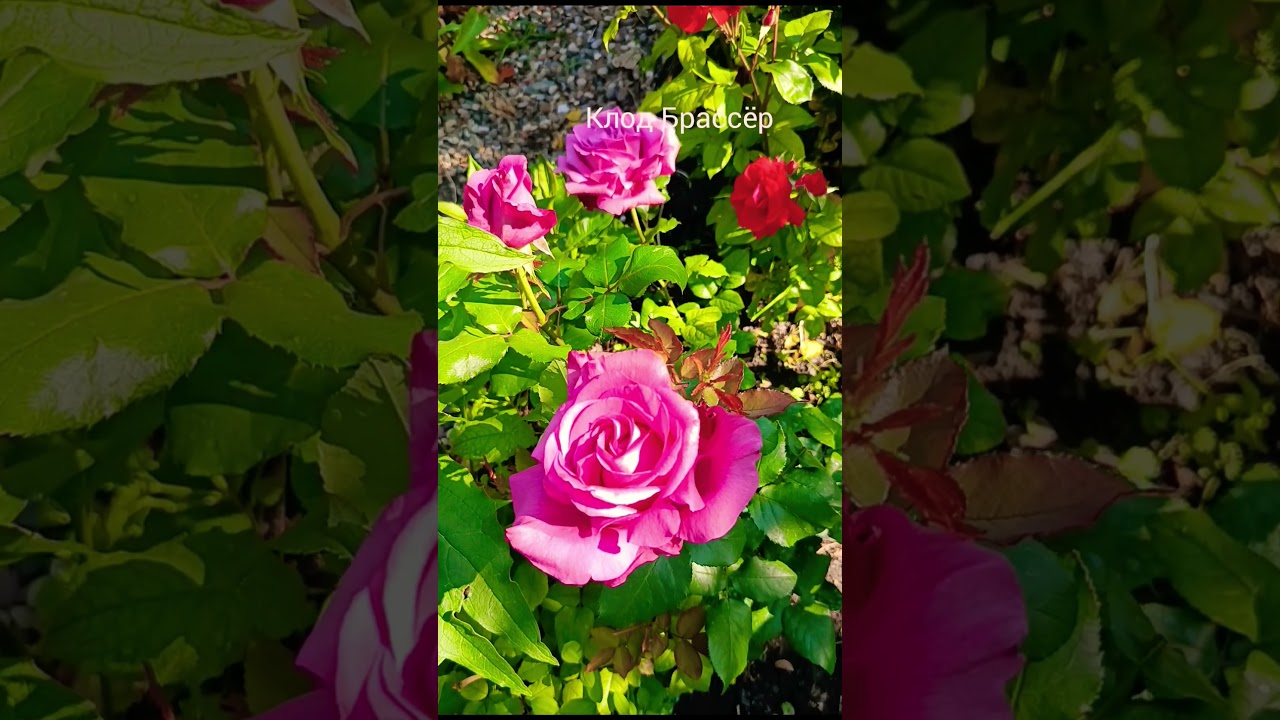 как хороши были розы... Абрахам Дерби,  Клод Брассёр, Коррал Желе