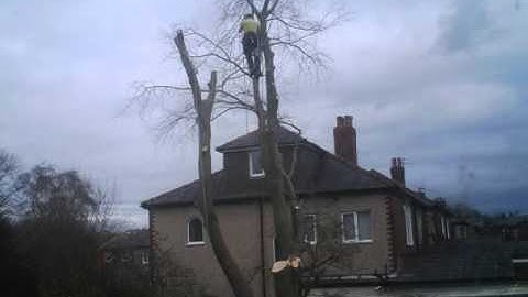 Beech Tree Timelapse Section Felling