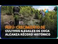 🚨 Crecimiento de cultivos ilegales de coca en Perú alcanza récord histórico