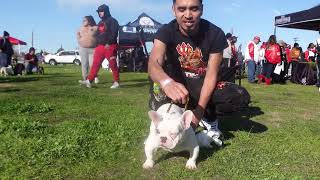 ||All The Smoke Bully Fun Show|| Antioch,CA Dog Show! Frenchies,Micros,bullys,Ebs & More! #frenchie by kingtownfrenchies 6,807 views 1 year ago 45 minutes