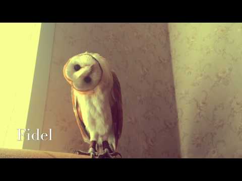 Сова Фидель - невероятный поворот головы! Fidel Owl - an incredible turn heads!