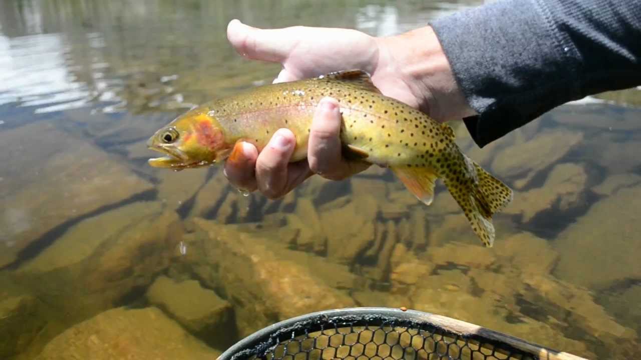Fly Fishing Indian Peaks Wilderness YouTube