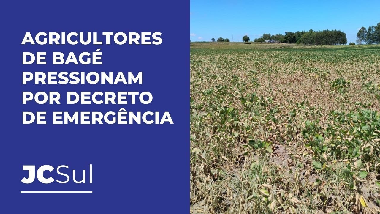 Agricultores de Bagé pedem decreto de emergência após R$ 70 milhões em ...