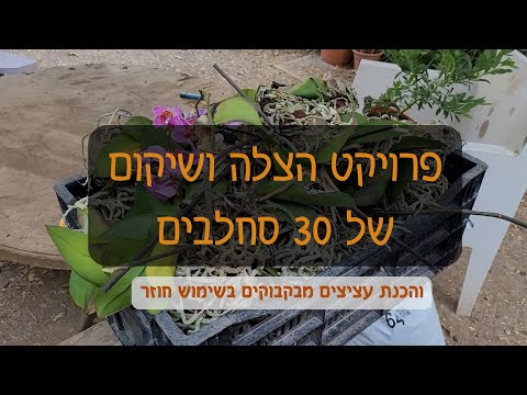 וִידֵאוֹ: למה הסחלב שלי מת?