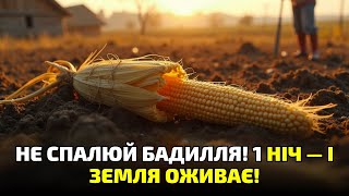 видео: Не спалюй кукурудзяне бадилля! Старий спосіб, який оживляє землю за одну зиму! картинка: Не спалюй кукурудзяне бадилля! Старий спосіб, який оживляє землю за одну зиму!