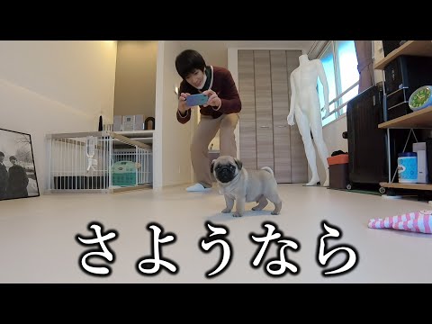 2匹の家族との思い出がたくさん詰まった部屋とお別れしてきました…