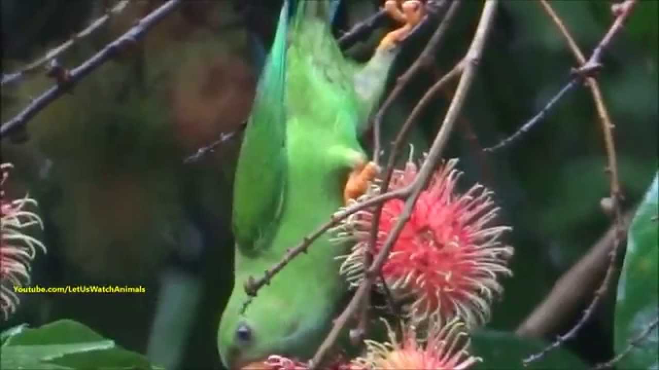 video phone beyonce mp3 Vernal Hanging Parrot - Loriculus Vernalis