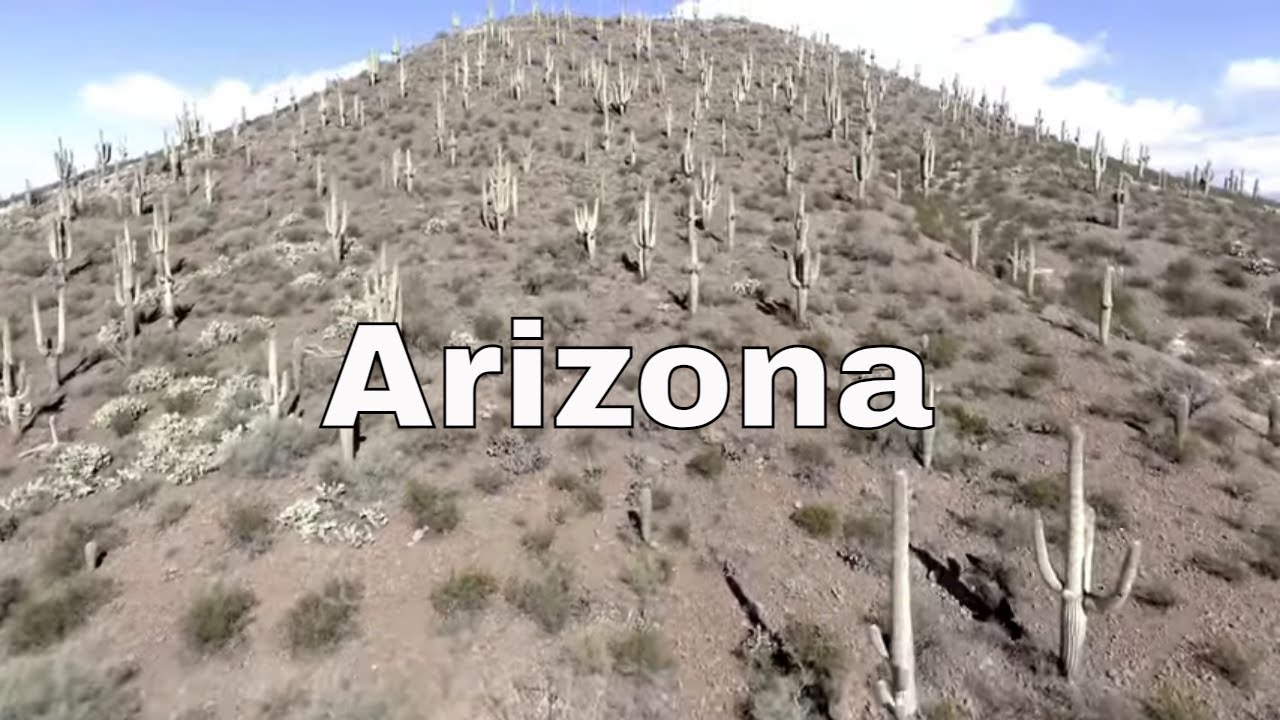 Arizona Old Man Cactus 