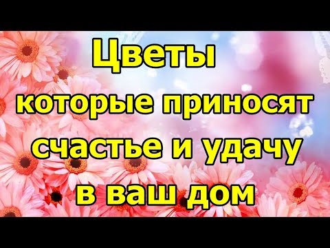 Цветы, которые приносят счастье в ваш дом.