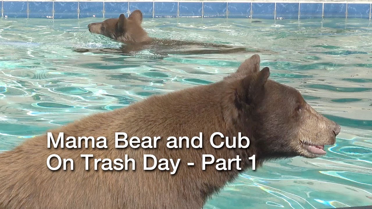 Mama Bear and Cub on Trash Day (Morning) - Part 1 - YouTube