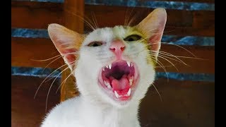 Cat Meowing Very Loudly - Billi Ki Awaj - बलल क आवज