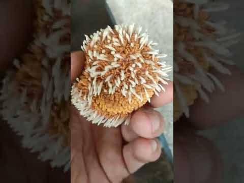 Video: Vim li cas rafflesia thiaj raug puas tsuaj?