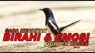 CARA MENAIKAN EMOSI FIGHTER KACER