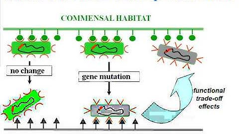 Selection for hotspot mutations in core genes of Escherichia coli - Sujay Chattopadhyay - ISMB 2010