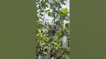 Bìm bịp mẹ tha rắn về bảo vệ con #birds #hunterbird #kingkobra #cobra #202