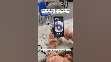 In our microscopy classes, kids use real compound microscopes and make their own wet mount slides.