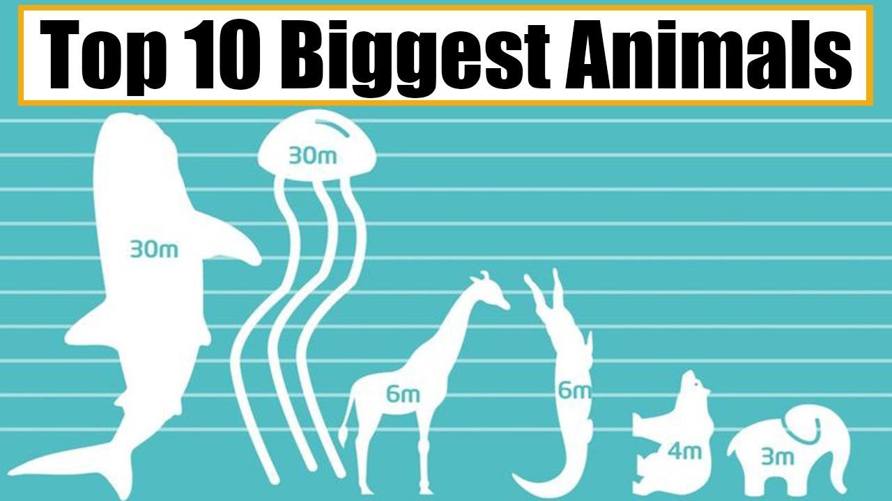 Top 10 Biggest Animals Youtube