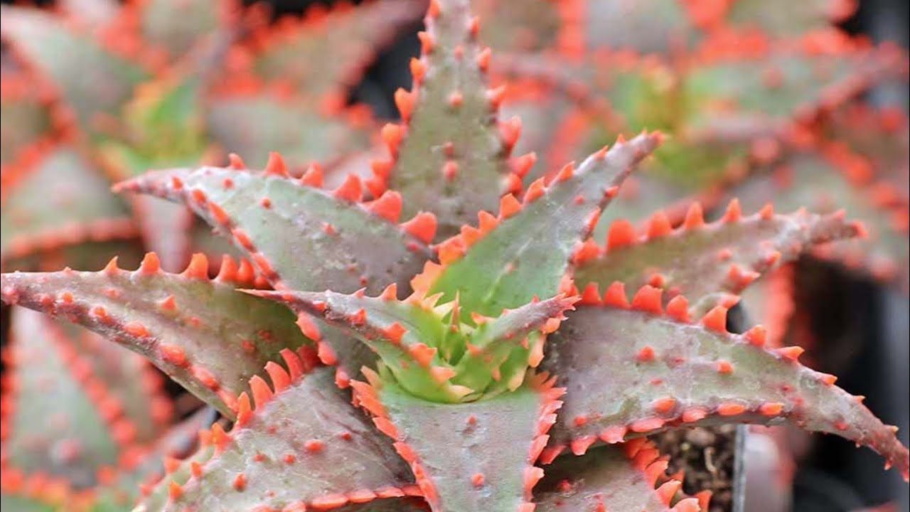 Spliting Aloe Christmas Carol