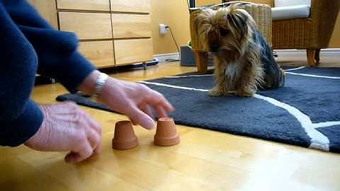 Dog plays Shell game