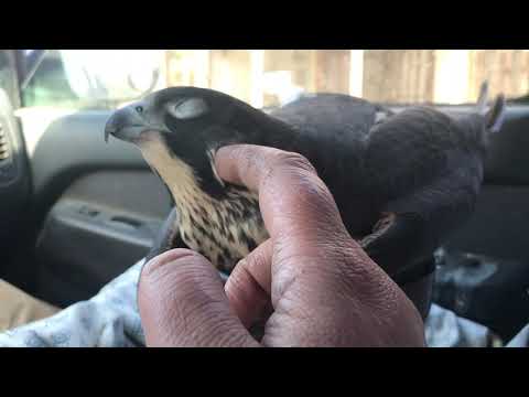Avian weak spot, ear scratches