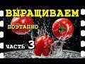 КАК ВЫРАСТИТЬ ПОМИДОРЫ / РАССАДА ПОМИДОР / ШЛЕМ ВСЕХ НА ПМЖ / ВСЕ ЭТАПЫ ПОШАГОВО / # Часть 3