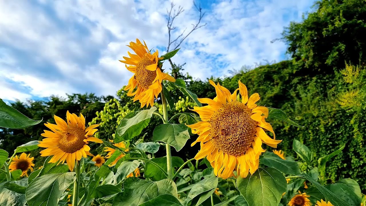 해 바라기의 지고지순한 감성사랑(Sunfiower`s emotional love)~