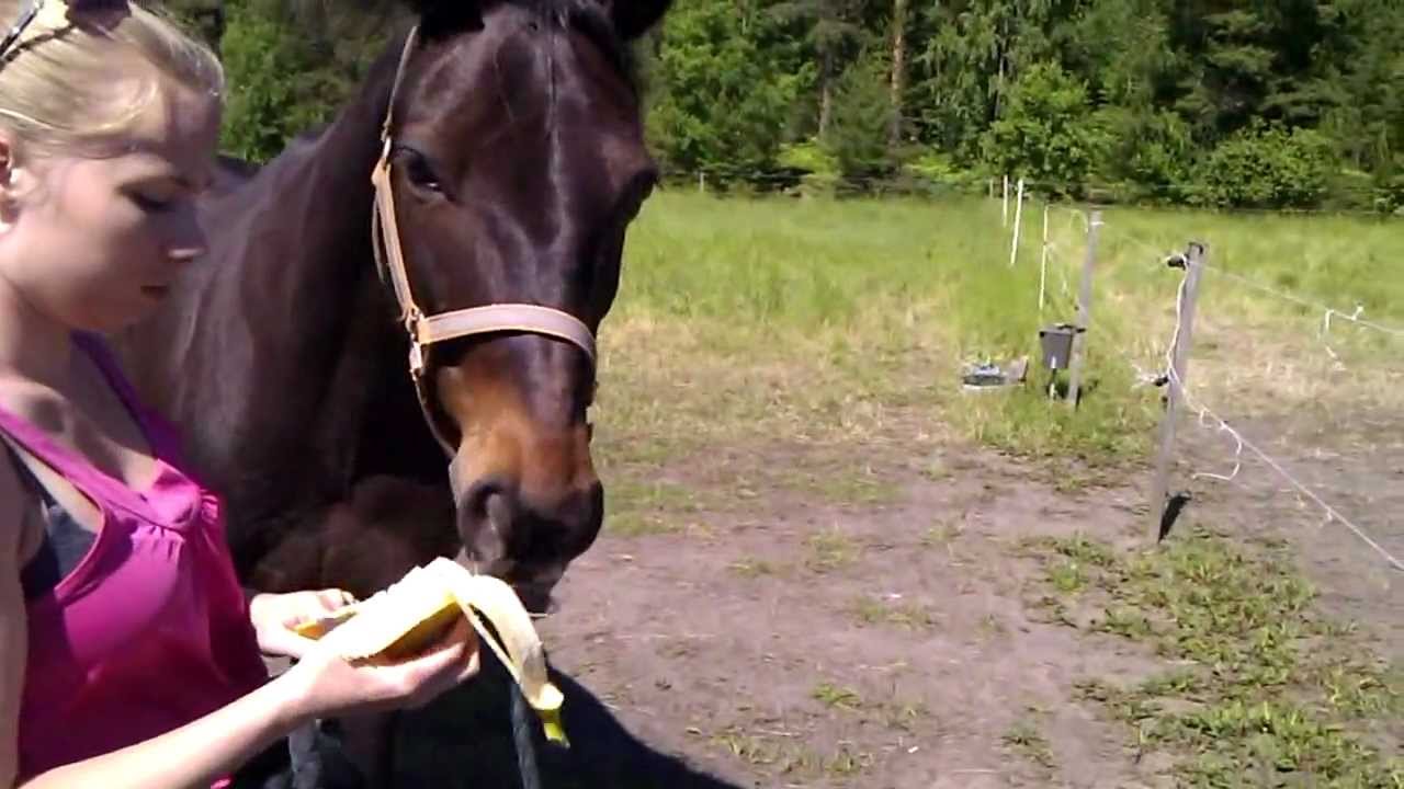 Horses eat bananas too you know... YouTube