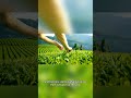 Tea gardens across China are entering the annual harvest season!