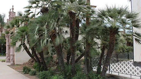 Quelle plante mettre au pied d'un palmier ?