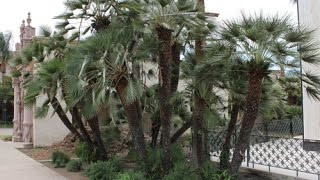Chamaerops humilis - European Fan Palm; Mediterranean Fan Palm