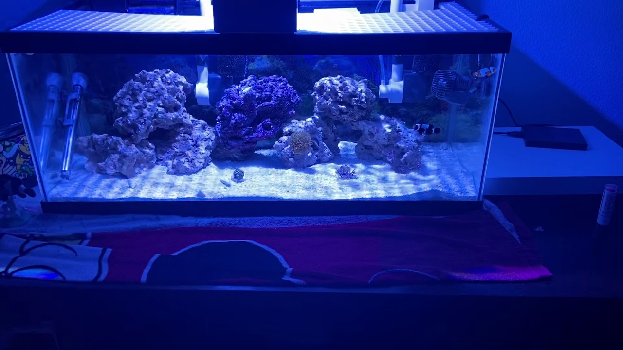 FIRST CORALS ADDED TO THE 20 GALLON REEF TANK YouTube