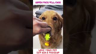 Funny Dog - Whistle Cute Retriever Blowing Whistle - #shorts screenshot 1