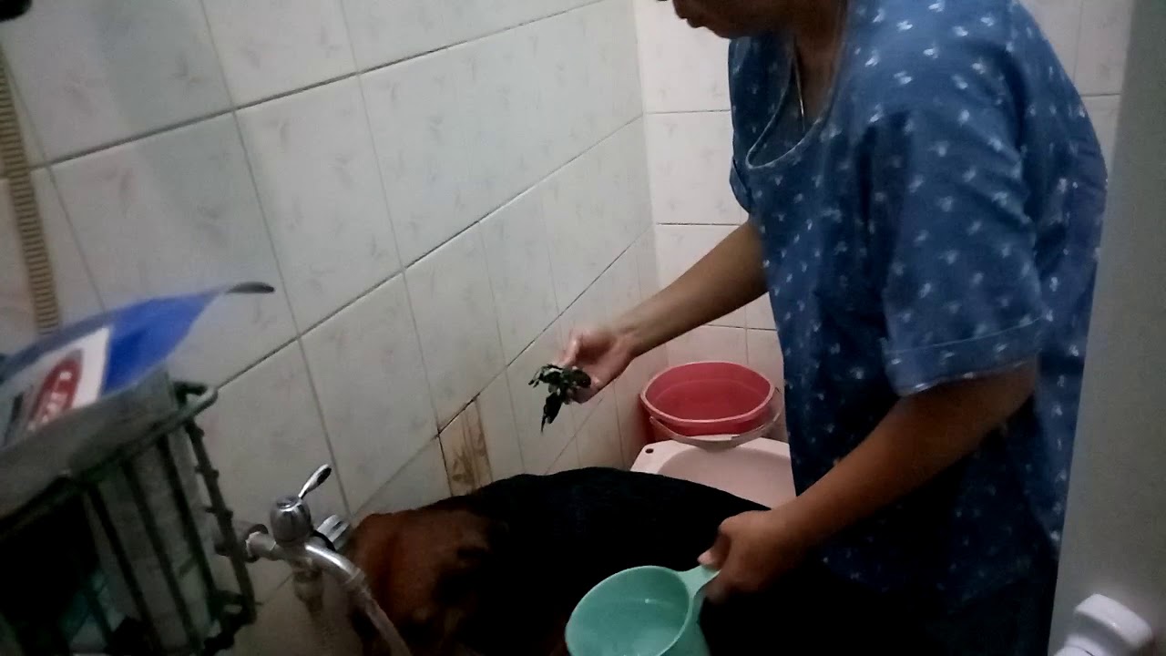 Anjing mandi - YouTube