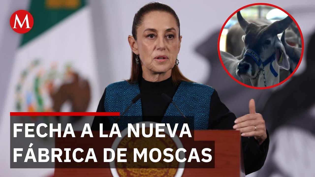 ¡Freno al gusano barrenador! Sheinbaum anuncia nueva fábrica de moscas estériles