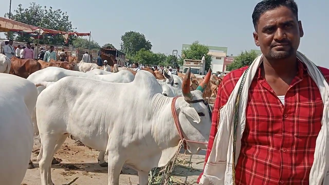 मुख्तार शेठ यांची देऊळगाव राजा या ठिकाणची माळवा जातीच्या बैलांची दावण एका जोडीची 95 हजार रुपये किंमत