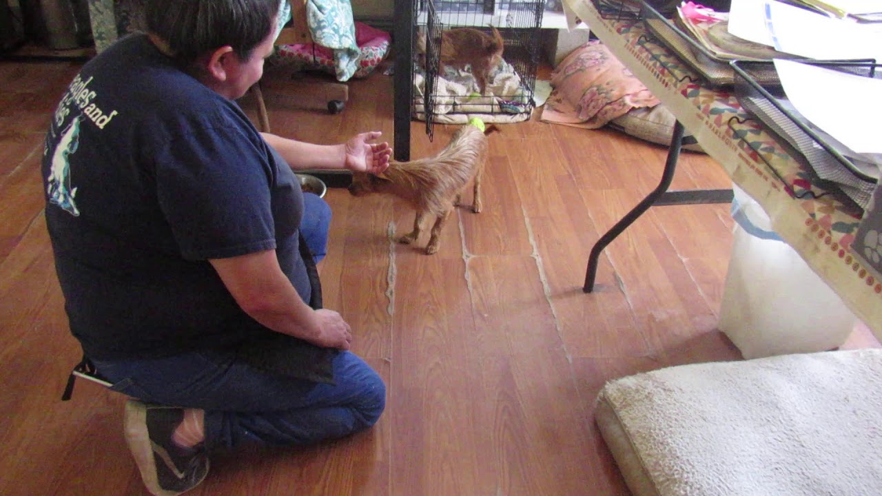 Video of adoptable pet named Jazz & Zay - YouTube