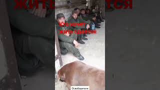 русские воины сдаются в плен