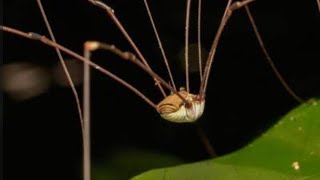 Famous 🪬🧿INSECT TOTEM/SPIRIT INSECT SYMBOLISM OF A DADDY LONG LEGS🕷️👀🕸️#STORYTIME #TIKTOKCOMPILATION  Profile