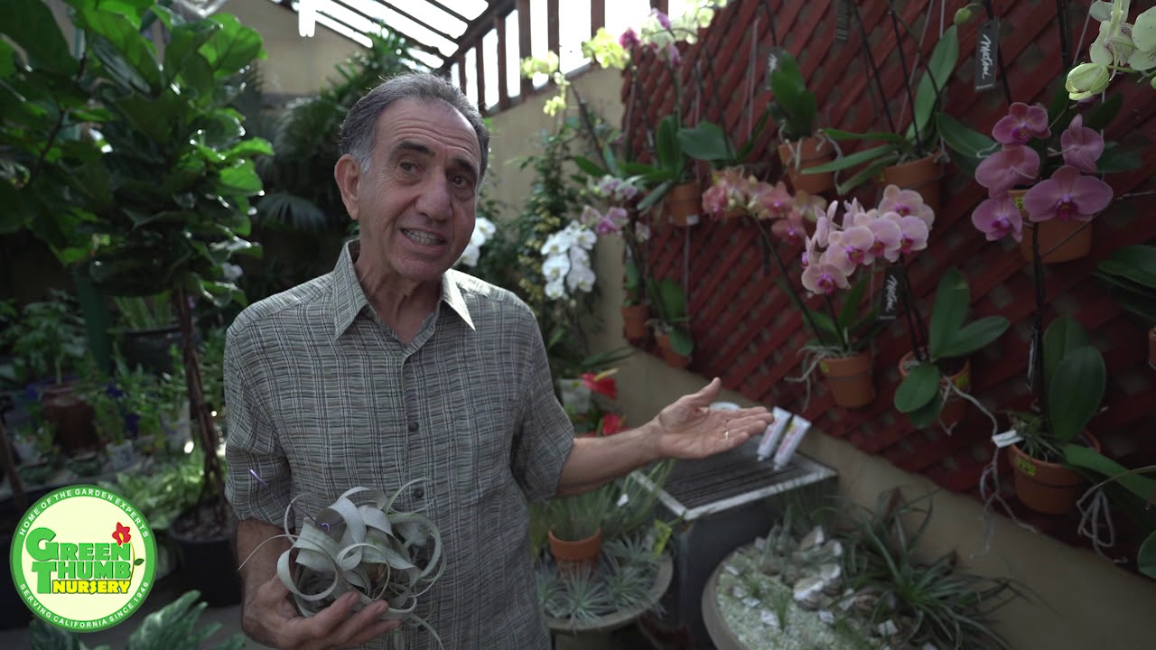 Air Plants Galore At Green Thumb Nursery In Canoga Park You Green Thumb Nursery In Canoga Park