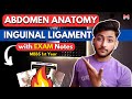 Abdomen Anatomy- Inguinal Ligament | MBBS 1st Year | Full Explanation with Exam Notes | MBBS World