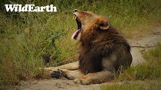 WildEarth - Sunrise Safari -  19 February 2024