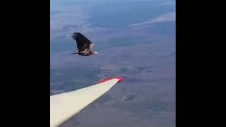 Eagle attacks wings of plane