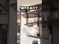 猫が落ち着ける「隠れ部屋」を作ったら…