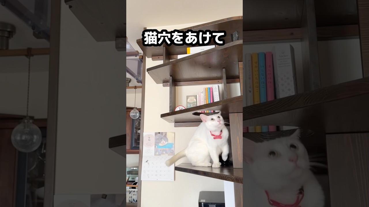 猫が落ち着ける「隠れ部屋」を作ったら…