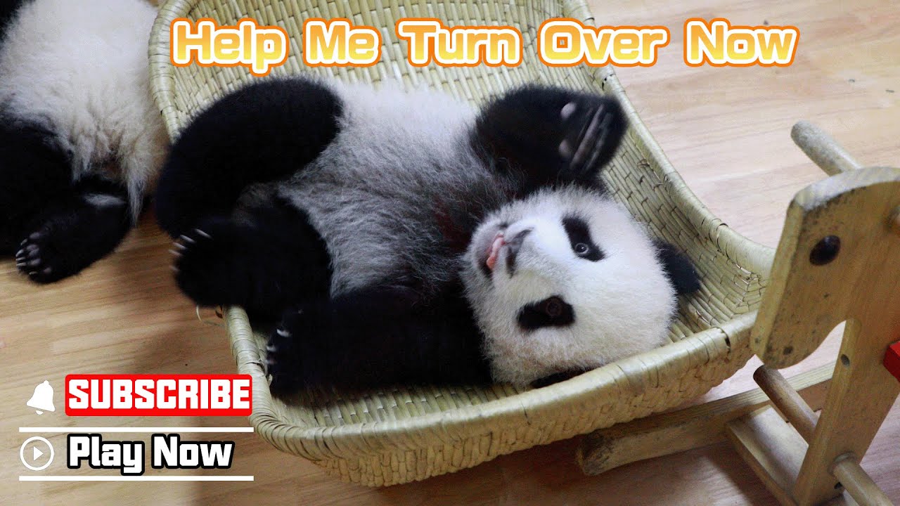 Baby Pandas Sleeping In Crib