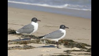Very Vocal Laughing Gulls on St. George Island, Florida by Class C Explorers 812 views 6 years ago 2 minutes, 32 seconds
