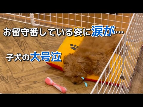 大号泣 子犬のお留守番を隠し撮りしたら、悲しくて切なくなりました　小さなトイプードルCoCo