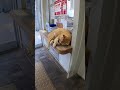 受付猫昼寝中