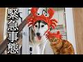 深夜にまさかの事態に...