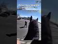 Police Chase Shoplifter on HORSES! 🐎🚓